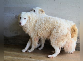 Volturno - Alles was es braucht, ist eine Chance