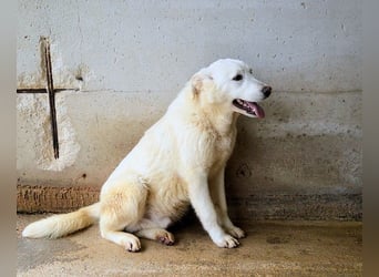 Roderico - Für diese traurige Geschicht...