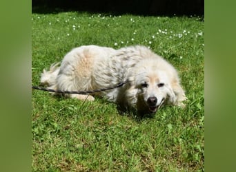 Alida - Unter dem Mantel der Verwahrlosung