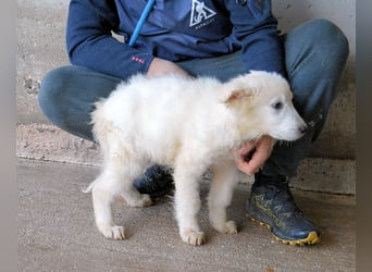 Calira - SOS - Weiß jemand, was aufpassen eigentlich heißt?