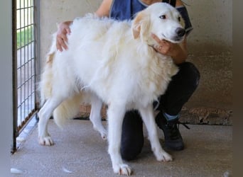 Kandie - Allein im Grau