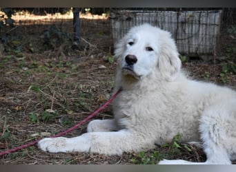 Leofric - Kleiner Löwe hat Großes vor