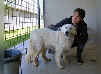 Imeria - Vielleicht bin ich dein leises Ja?