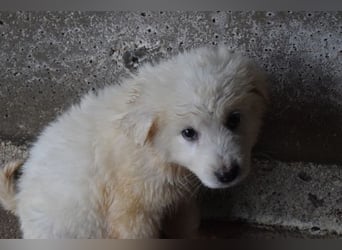 Calira - Weiß jemand, was aufpassen eigentlich heißt?