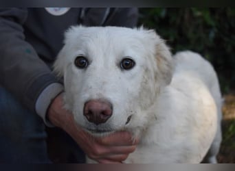 Sterling - So jung und so chancenlos ...