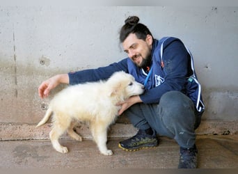 Cairox - SOS - Weiß jemand, was aufpassen eigentlich heißt?