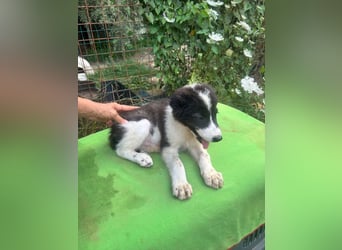 Uriel -  Zeigst du mir den Weg?