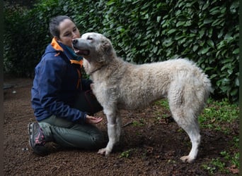 Generosa - Ein Adler bleibt ein Adler...