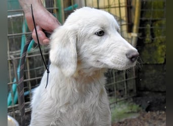 Rafael - Weiß, klug und wunderschön