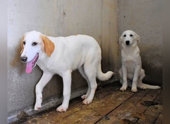 Briselda - Von Sinnen