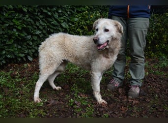 Generosa - Ein Adler bleibt ein Adler...