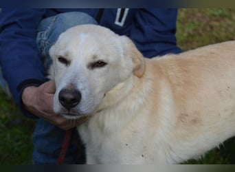 Admeto - Nur ein Wunsch: endlich nach Hause!