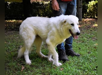 Ariotte - Weiße Schönheit liebt Menschen und sucht Dich!