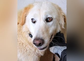 Frieder - Gibt es ein Leben jenseits von Schmerz und Einsamkeit?