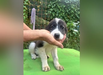 Uriel -  Zeigst du mir den Weg?