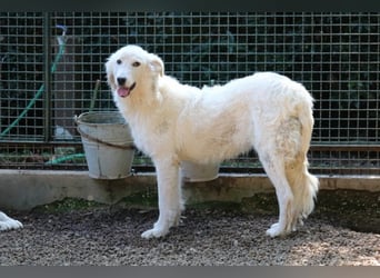 Alida - Unter dem Mantel der Verwahrlosung