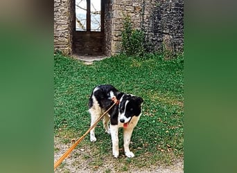 Uriel -  Zeigst du mir den Weg?