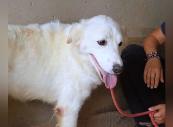 Habriel - weiß, es wird einmal ein Wunder gescheh'n