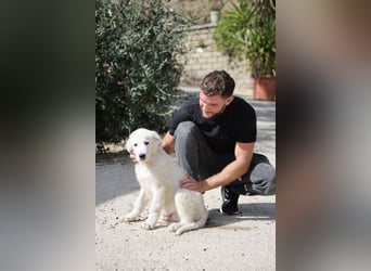 Fiete - der vergessene Hundejunge