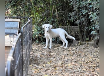 Calendula - Was noch nicht ist, kann immer noch werden!
