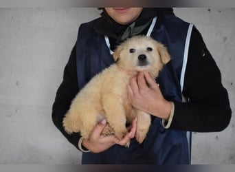 Cilwen - Weiß jemand, was aufpassen eigentlich heißt ?