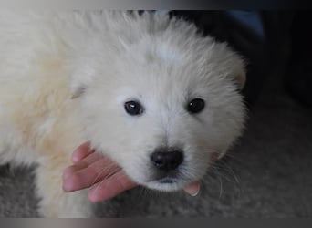 Clyro - SOS - Weiß jemand, was aufpassen eigentlich heißt ?