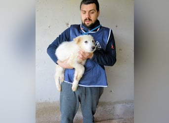 Calira - SOS - Weiß jemand, was aufpassen eigentlich heißt?