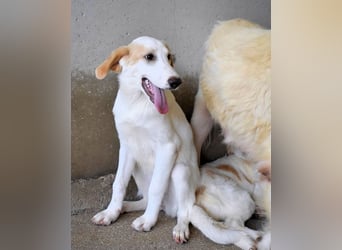 Briselda - Von Sinnen