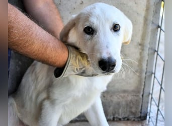 Barry - Vertrauen will gelernt sein.....