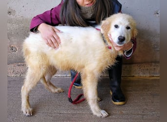 Cairox - SOS - Weiß jemand, was aufpassen eigentlich heißt?