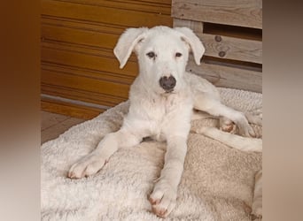 Boss - So viel Abenteuerliches...