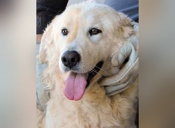 Imeria - Vielleicht bin ich dein leises Ja?