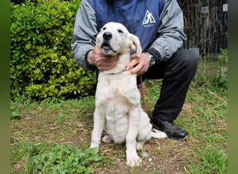 Hectorin - So kleine Herzen...