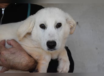 Ryther - Für diese traurige Geschicht...