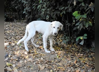 Caldendula - Was noch nicht ist, kann immer noch werden!