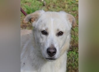 Admeto - Nur ein Wunsch: endlich nach Hause!