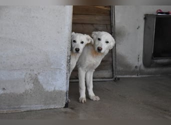 Rionel - Für diese traurige Geschicht...