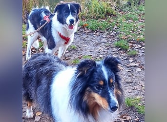 Uriel -  Zeigst du mir den Weg?