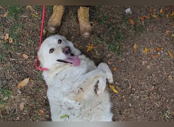 Fyona - Hell wie das Licht