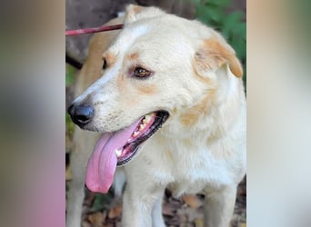 Admeto - Nur ein Wunsch: endlich nach Hause!