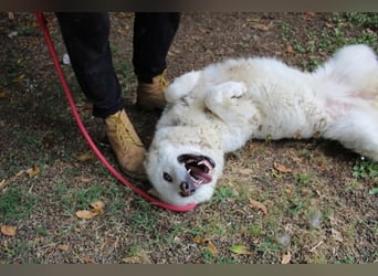 Fyona - Hell wie das Licht