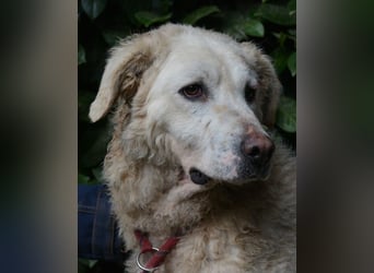 Generosa - Ein Adler bleibt ein Adler...