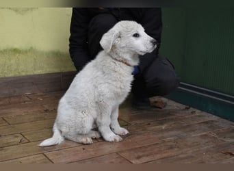 Harlan - So kleine Herzen...