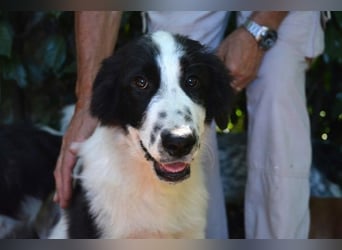 Lambertino - Pünktchen möchte nach Hause