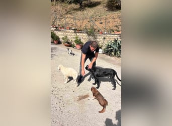 Fiete - der vergessene Hundejunge