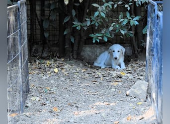 Cedro - Verständnis, Liebe & Geduld!