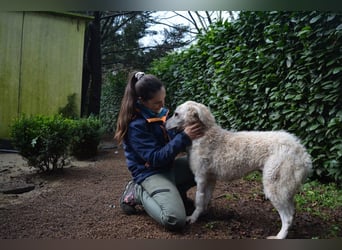 Generosa - Ein Adler bleibt ein Adler...