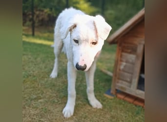 Bullo - Jede Menge tolle Dinge....