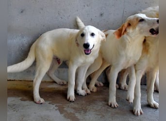 Barry - Vertrauen will gelernt sein.....