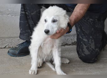 Garth - Kannst du machen, dass es nicht so lange dauert?